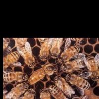 تربية النحل وانشاء المناحل Profile Picture
