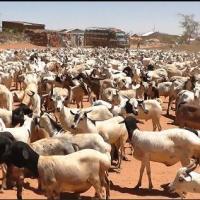 mowlid Profile Picture