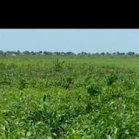 استثمار زراعي في السودان Profile Picture