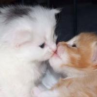 محمد احمد Profile Picture