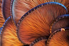 عصام Cover Image