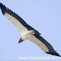 tefafouad Profile Picture