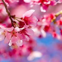 sereen salem Profile Picture