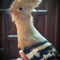 كمال الجغل Profile Picture