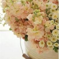 Sonia Ainos Profile Picture