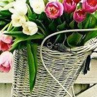 Arwaa Ahmad Profile Picture