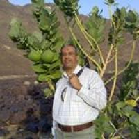 Mohamed Imam Profile Picture