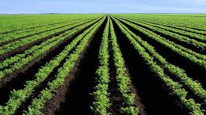 مهدى حسن حامد راشد Cover Image