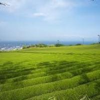 Hany Farm Profile Picture