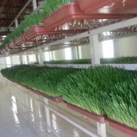 العلف الأخضر Green Fodder Profile Picture