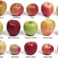 تسويق وتوزيع تفاح ايطالي Profile Picture