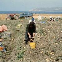 taher al hammada Profile Picture