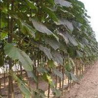 زراعة  اشجار الباولونيا Profile Picture