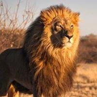 Samy Mohamed profile picture