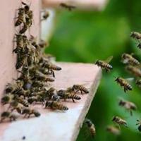 خالد عبدالله Profile Picture