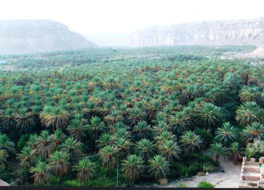 الصابر ابو عبدالرحمن Cover Image