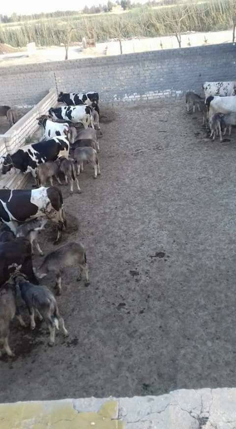 انتاج لحوم و البان Cover Image