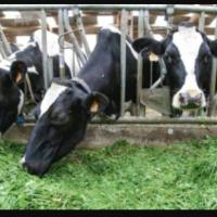 مشروع تسمين أبقار وألبان وزراعة  Profile Picture