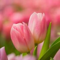 Said Khedr Profile Picture