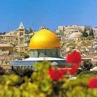 profile-244357 Profile Picture