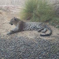 profile-244546 Profile Picture