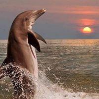 profile-246747 Profile Picture