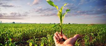 ayari Profile Picture