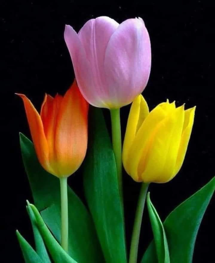 Masco Profile Picture