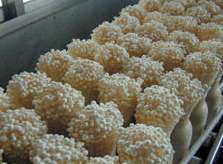 Ngor-Santiago Profile Picture