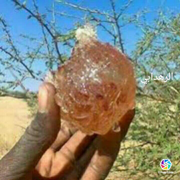 Montumsah Profile Picture