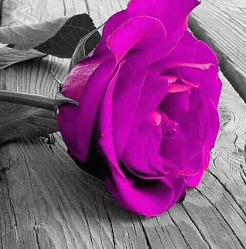 hussainmahdy Profile Picture