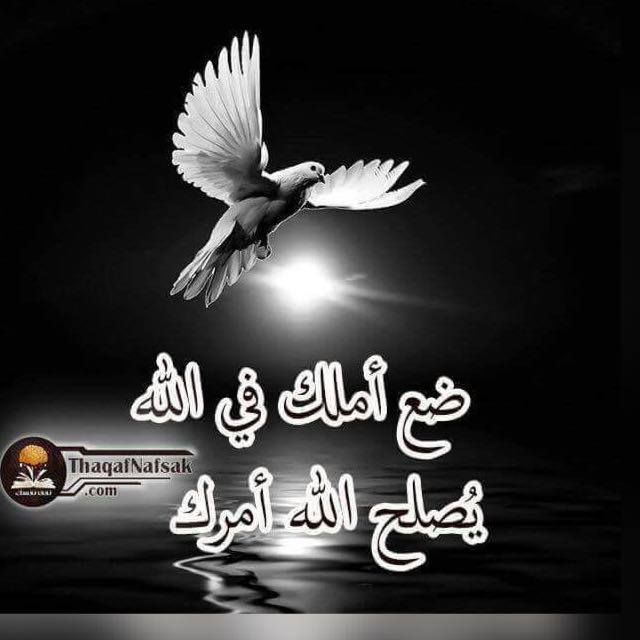 hassanamalek Profile Picture