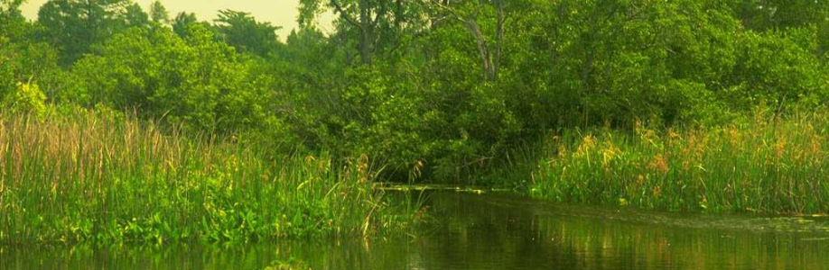 soliman eisa Cover Image