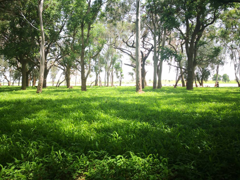 Ahmedhaymo Profile Picture