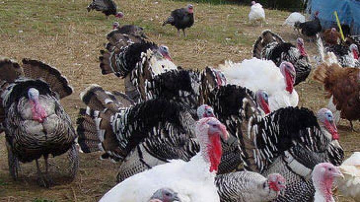 تربية رومى و بط Cover Image