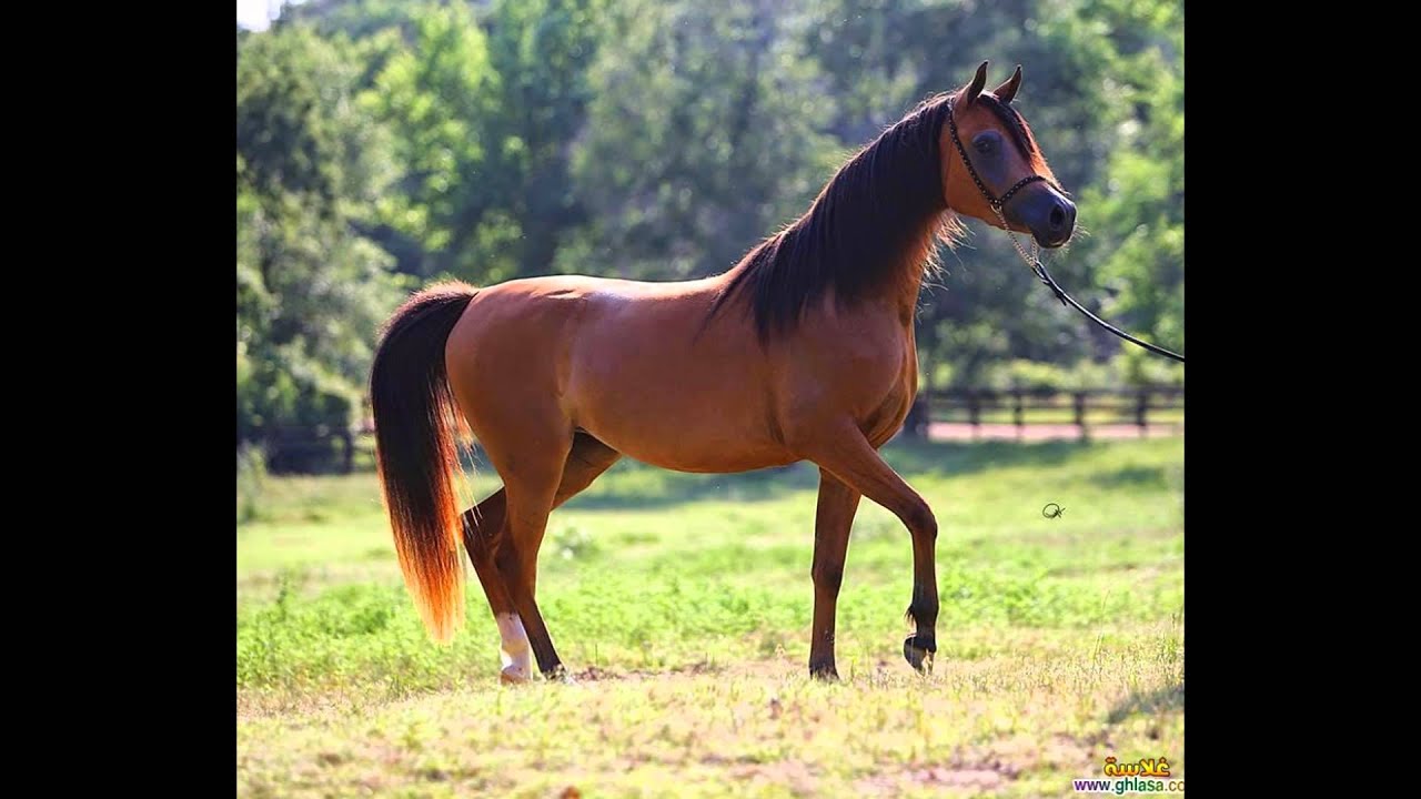 HazemHussien Profile Picture