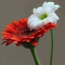 dihesham Profile Picture