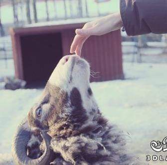 تحقيق اعلى عائد من مشروع تربية الاغنام Cover Image