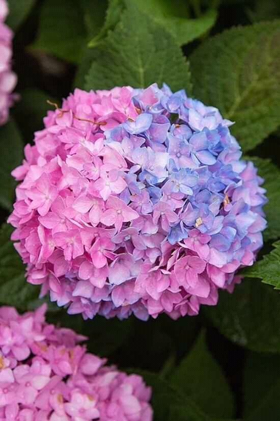 ibrahemaga Profile Picture