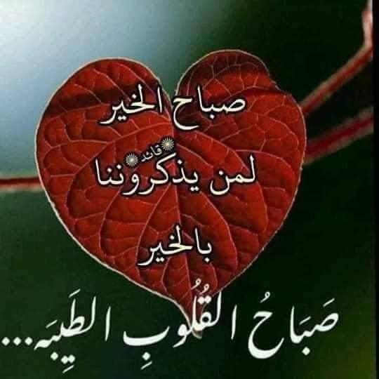 Ameermahmoud Profile Picture