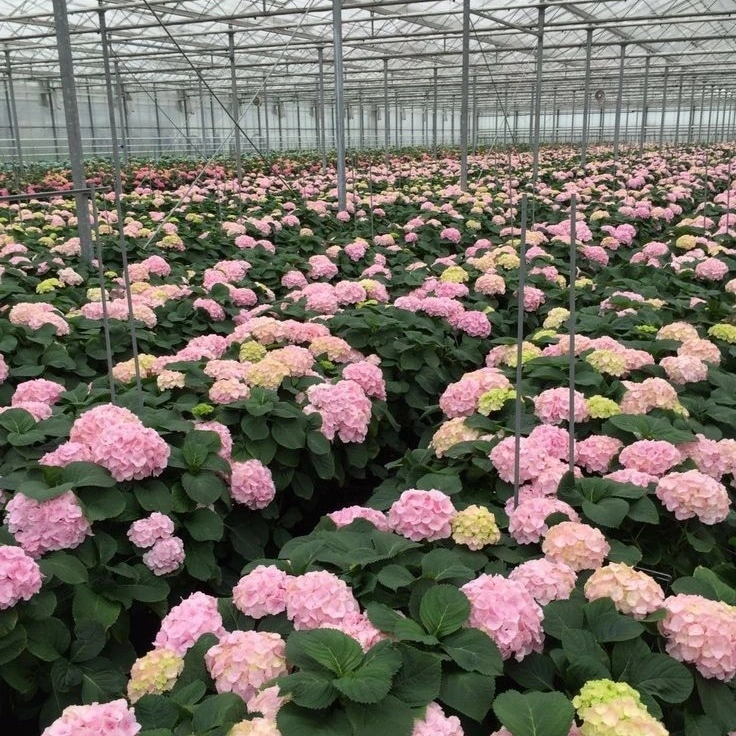 شركة Mila Rose ورود ونباتات هولندية للتصدير  هولندا  Cover Image