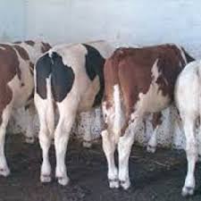 تسمين العجول وتربيه المواشي الحلاب Cover Image